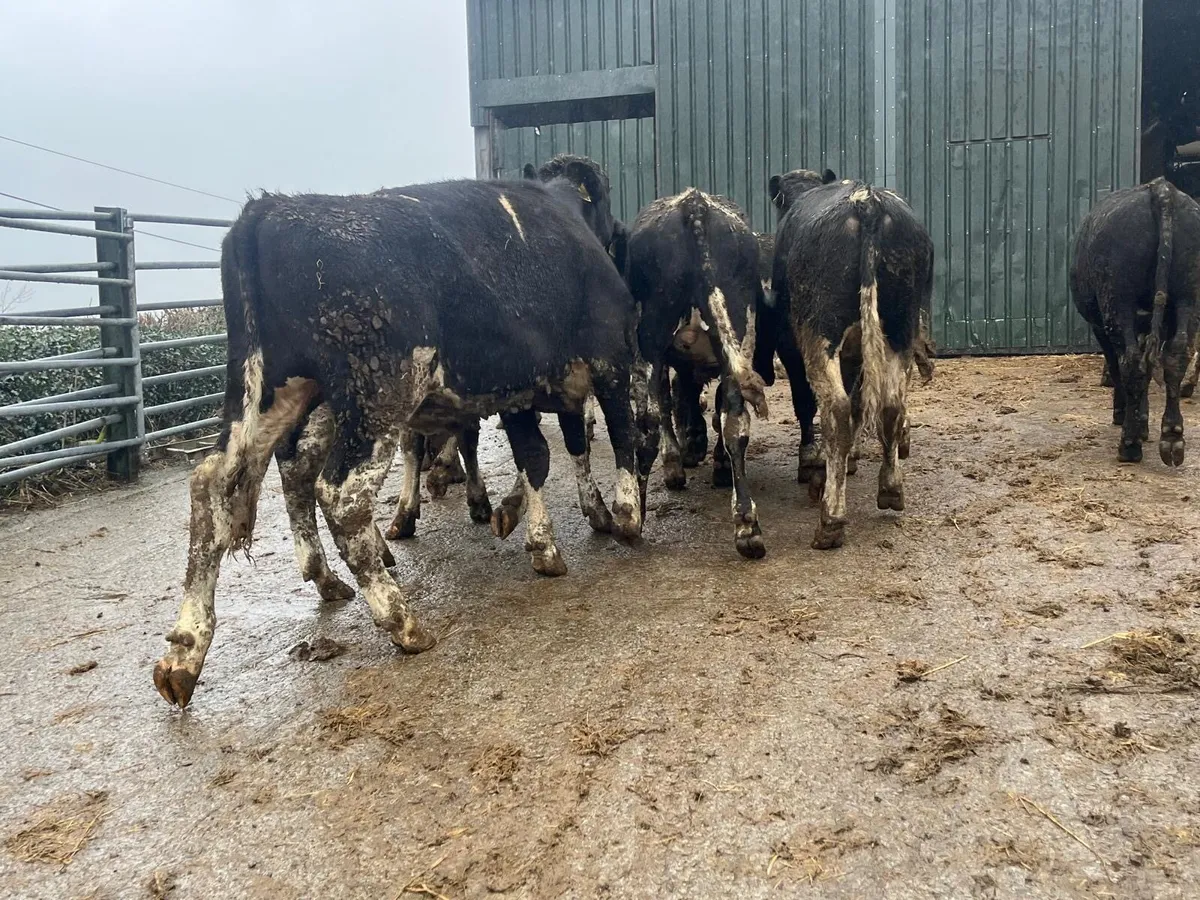 20 super 380 kg British Frisian bullocks - Image 4