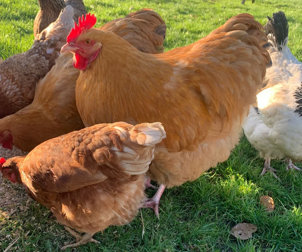 Buff & Grey Orpington Hens and Roosters For Sale - Image 1