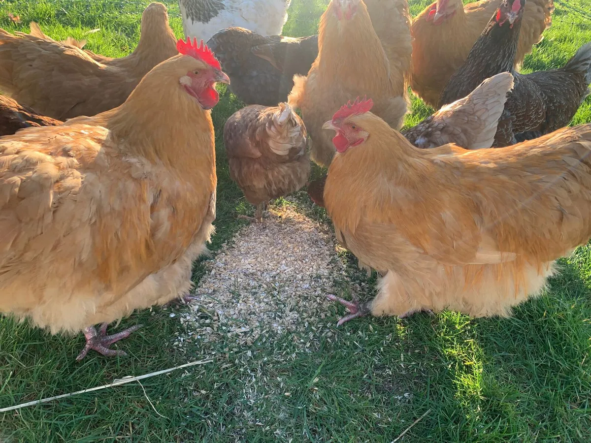 Buff & Grey Orpington Hens and Roosters For Sale - Image 2