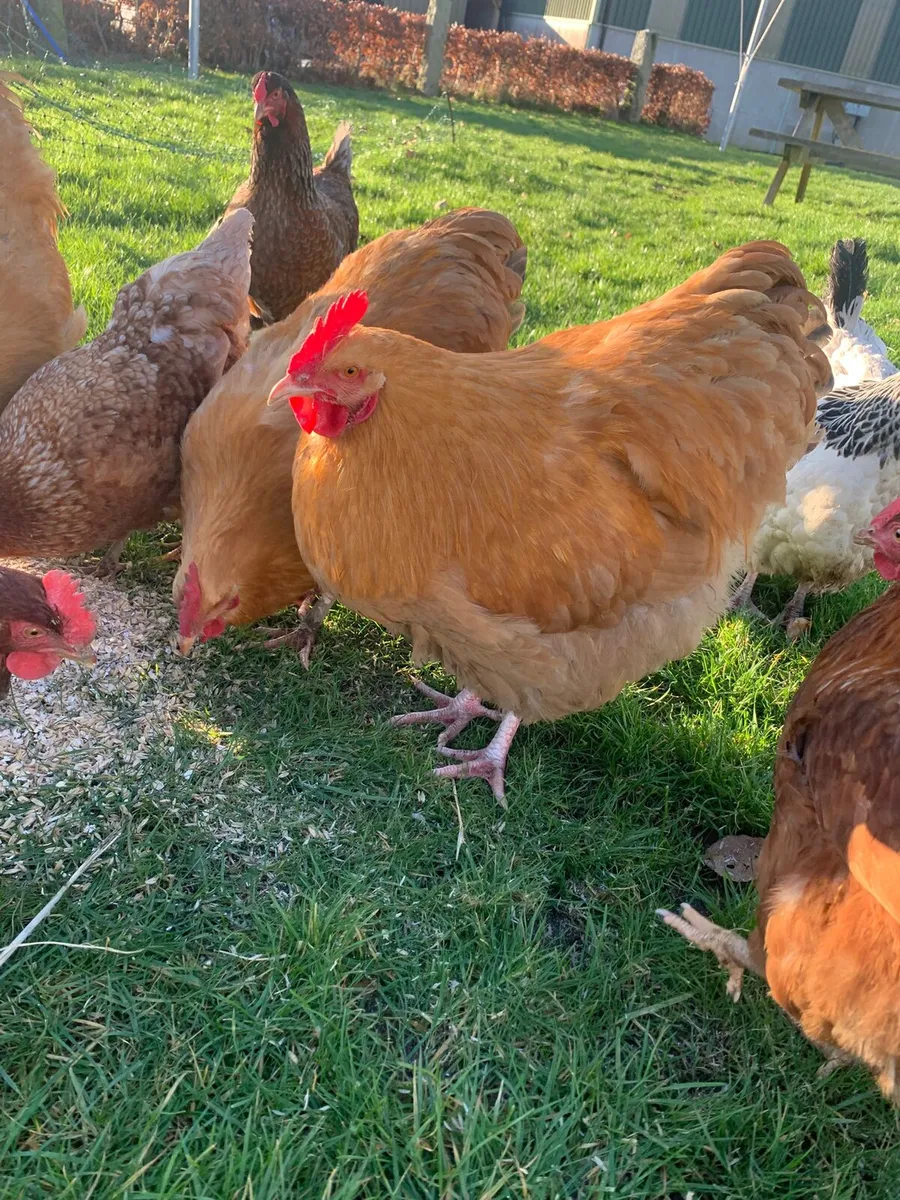 Buff & Grey Orpington Hens and Roosters For Sale - Image 3