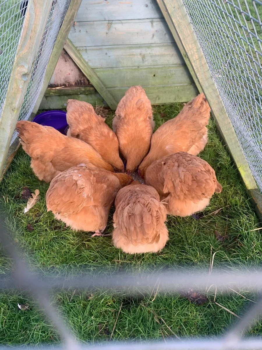 Buff & Grey Orpington Hens and Roosters For Sale - Image 4
