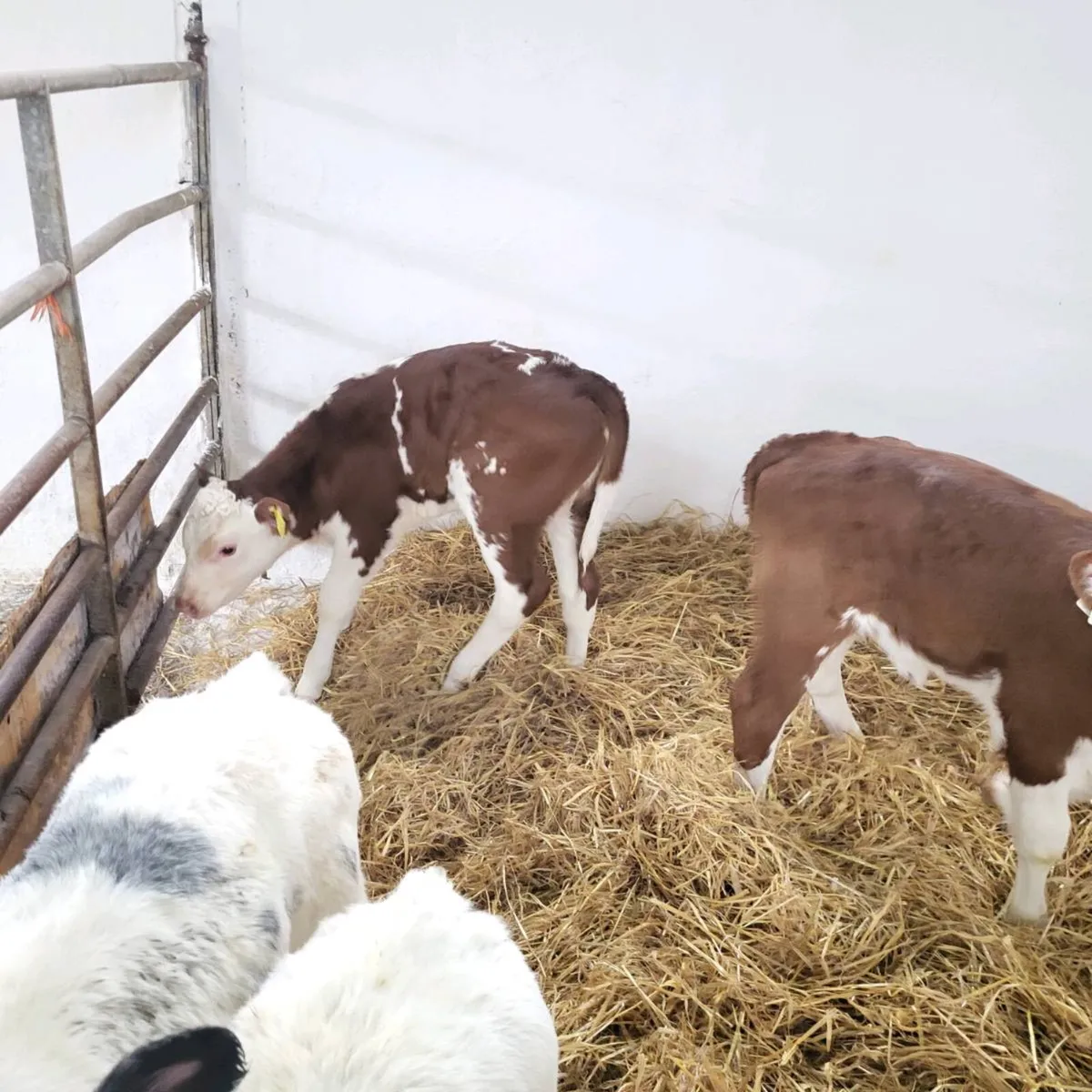 Bb,aa ,calves  for sale - Image 4