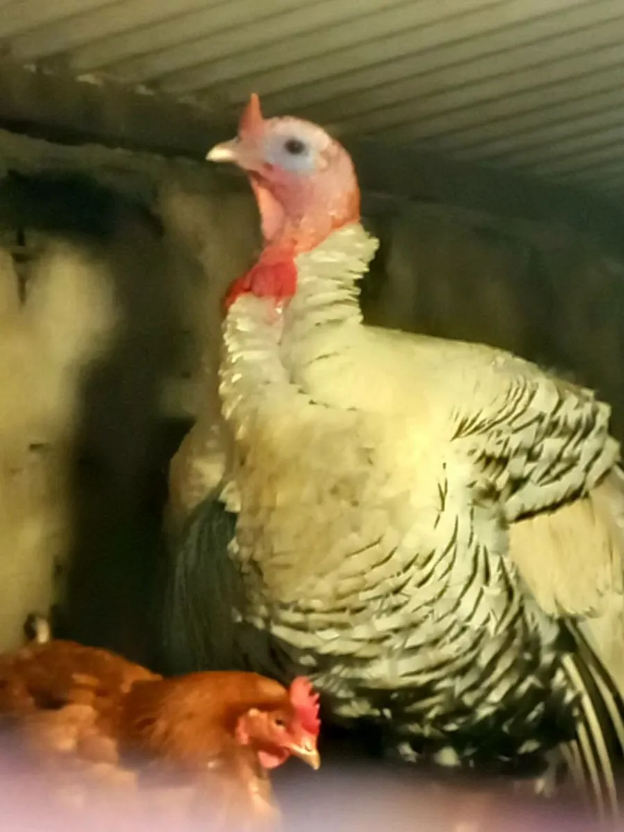 Royal palm Turkey cock - Image 2