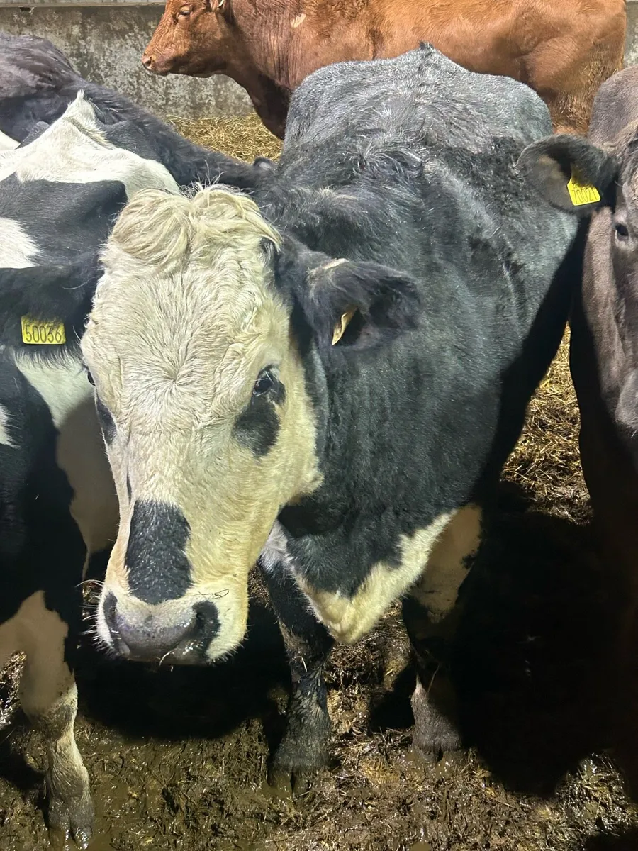 In calf cow - Image 1