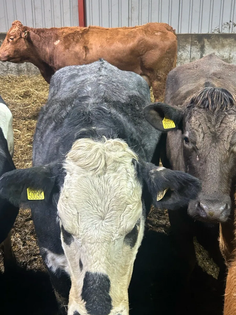 In calf cow - Image 2