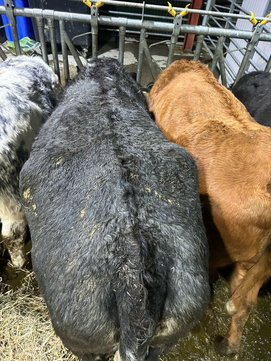 In calf cow - Image 3