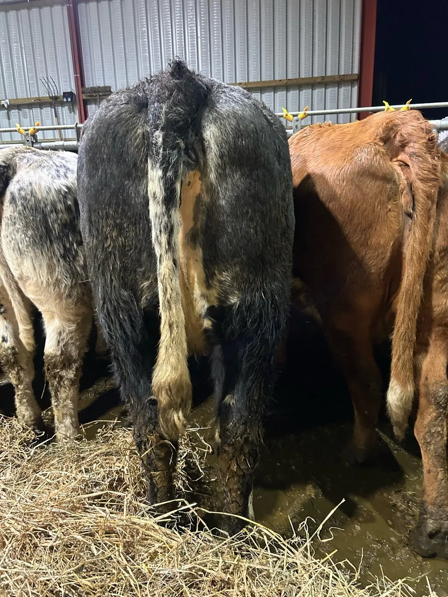 In calf cow - Image 4