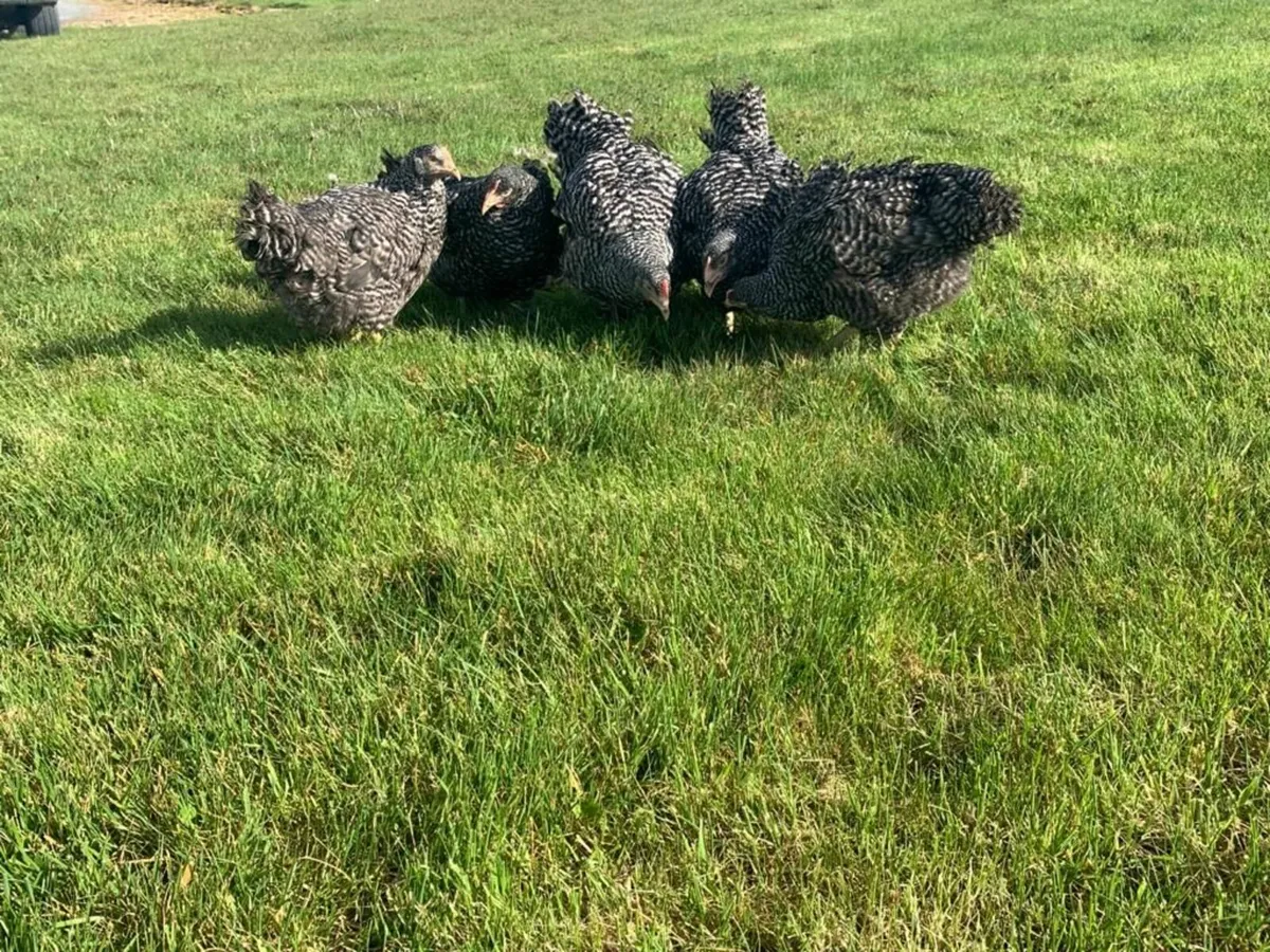 Pullets delivered - Image 1