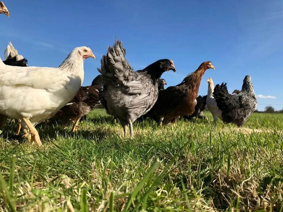 Poultry Delivered - Image 1