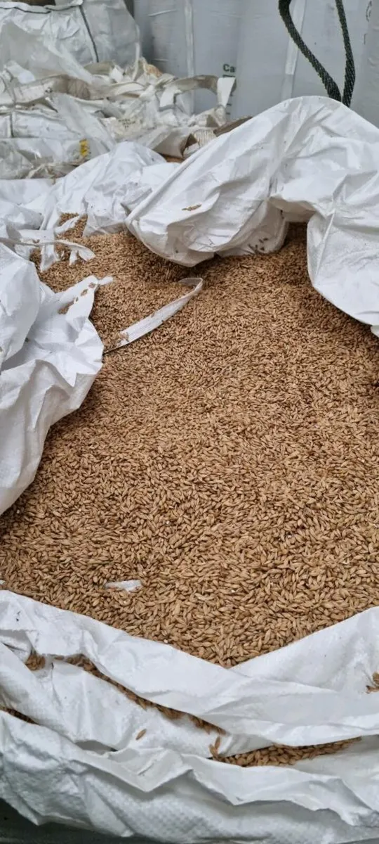 Organic barley and straw - Image 2