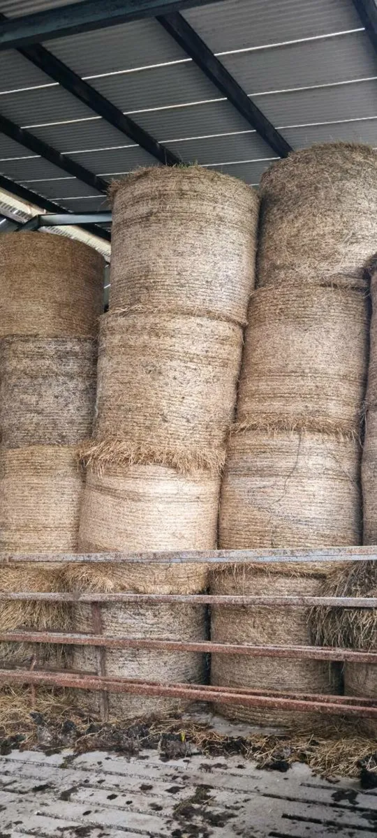 Organic barley and straw - Image 3