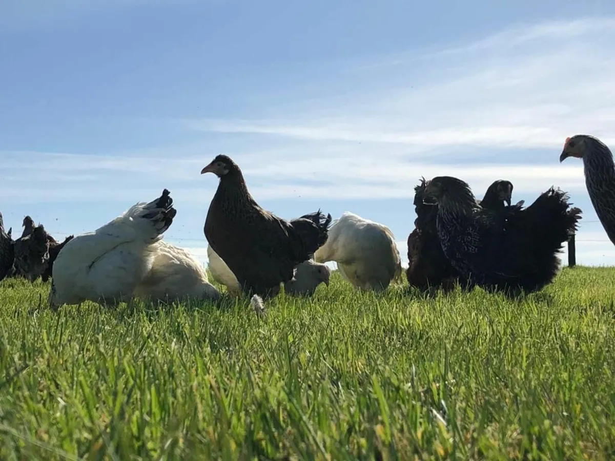 Laying Hens - Image 1