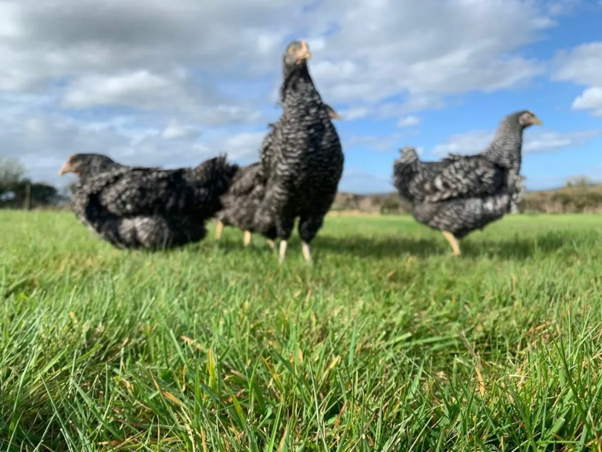 Laying Hens - Image 3