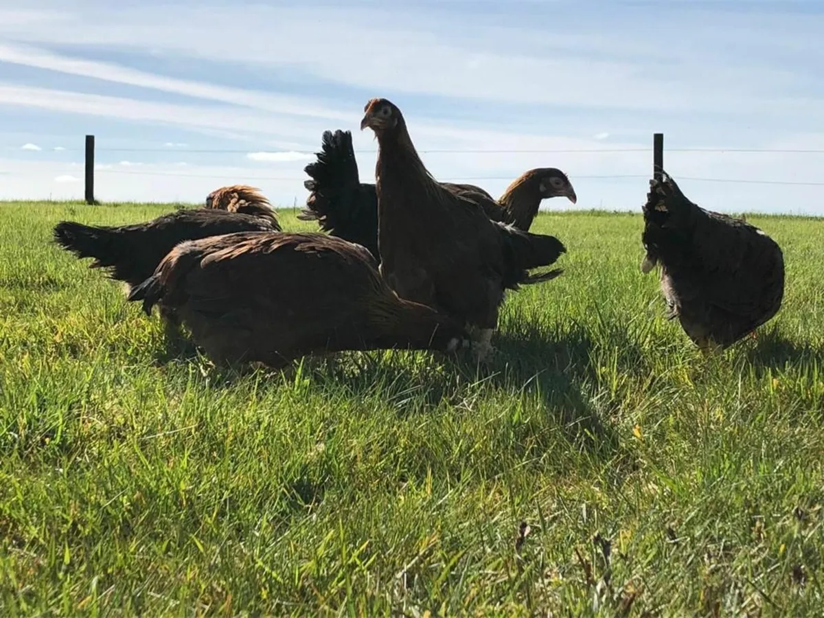 Laying Hens - Image 4