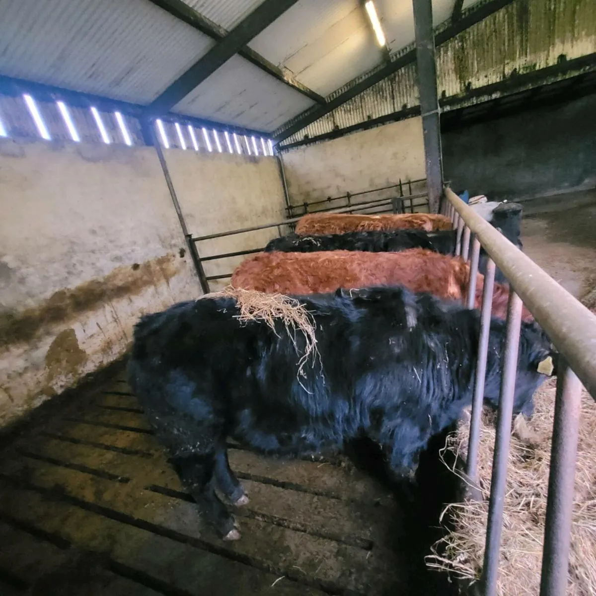 Bull weanlings - Image 1