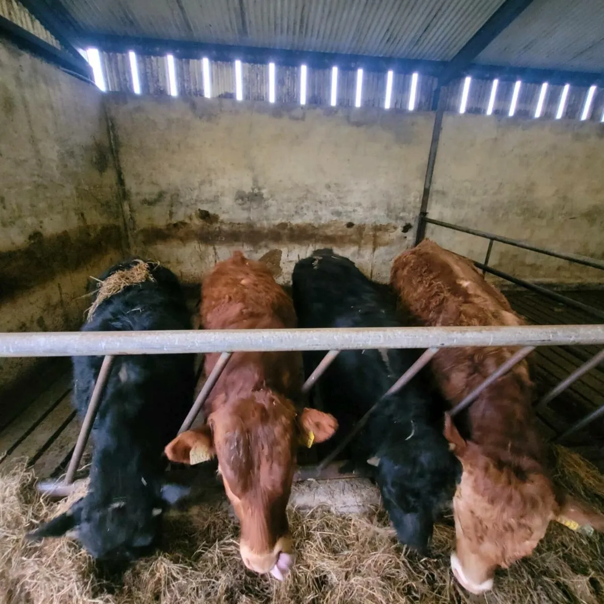 Bull weanlings - Image 2