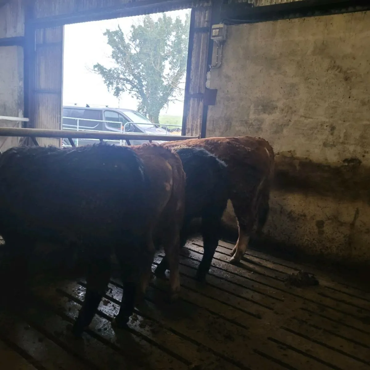 Bull weanlings - Image 3