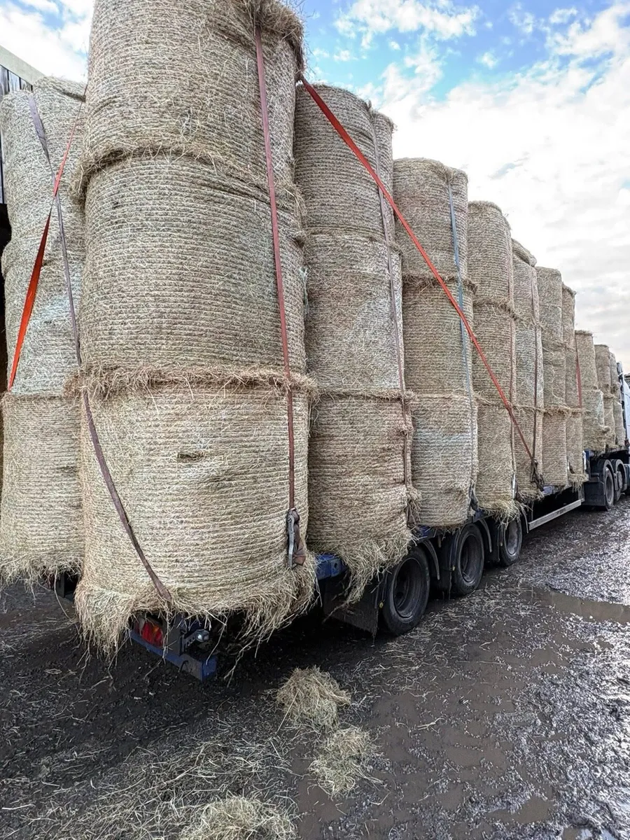 Looking for hay in round bales🐎 - Image 2