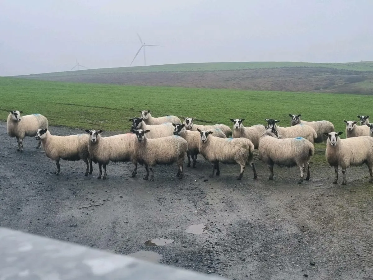 In lamb sheep - Image 2