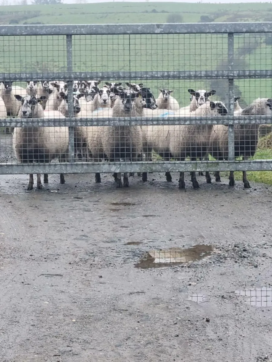 In lamb sheep - Image 3