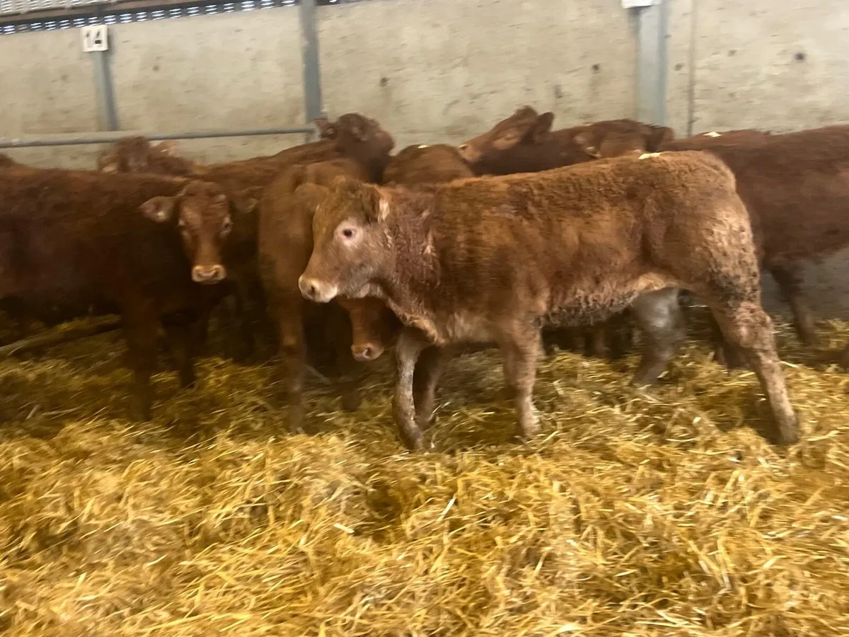 12 super 350 kg u grade red limosin heifers - Image 1