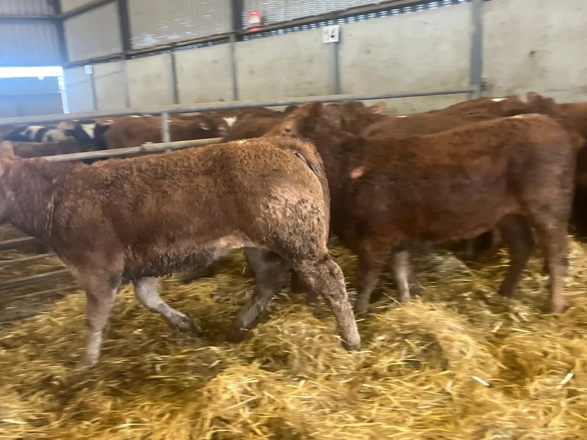 12 super 350 kg u grade red limosin heifers - Image 2