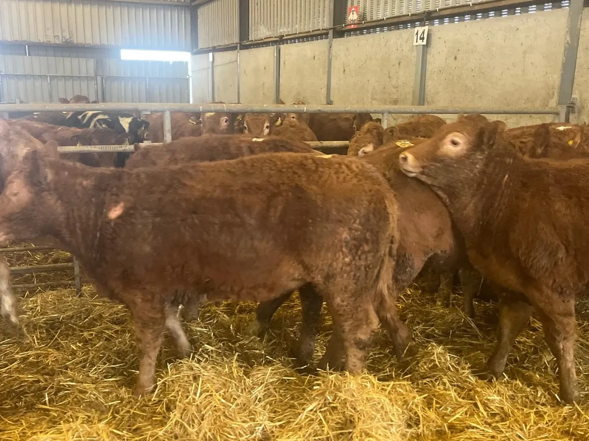 12 super 350 kg u grade red limosin heifers - Image 3
