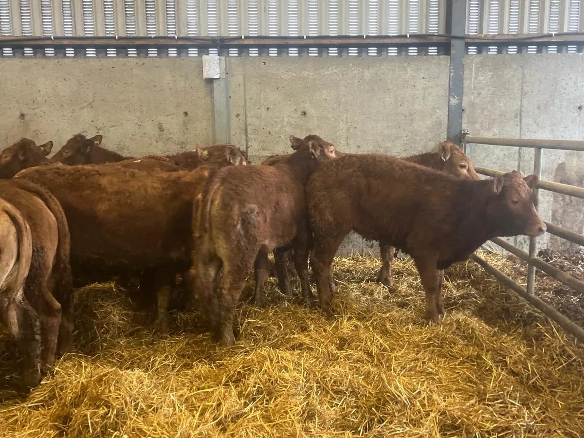 12 super 350 kg u grade red limosin heifers - Image 4