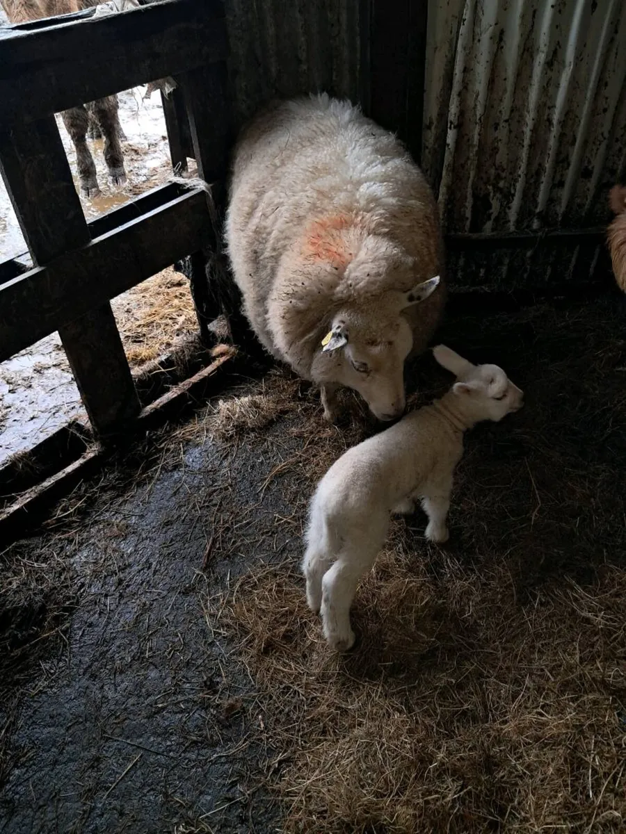 Ewes with lambs at foot - Image 2