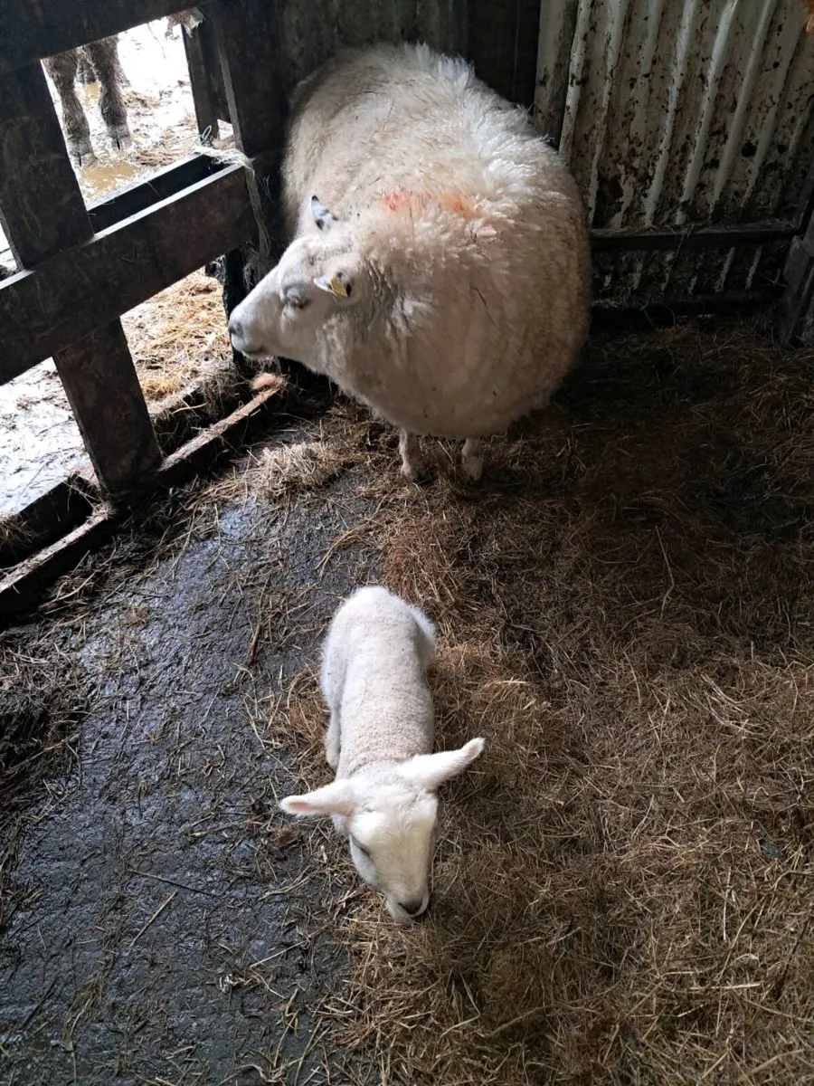 Ewes with lambs at foot - Image 3