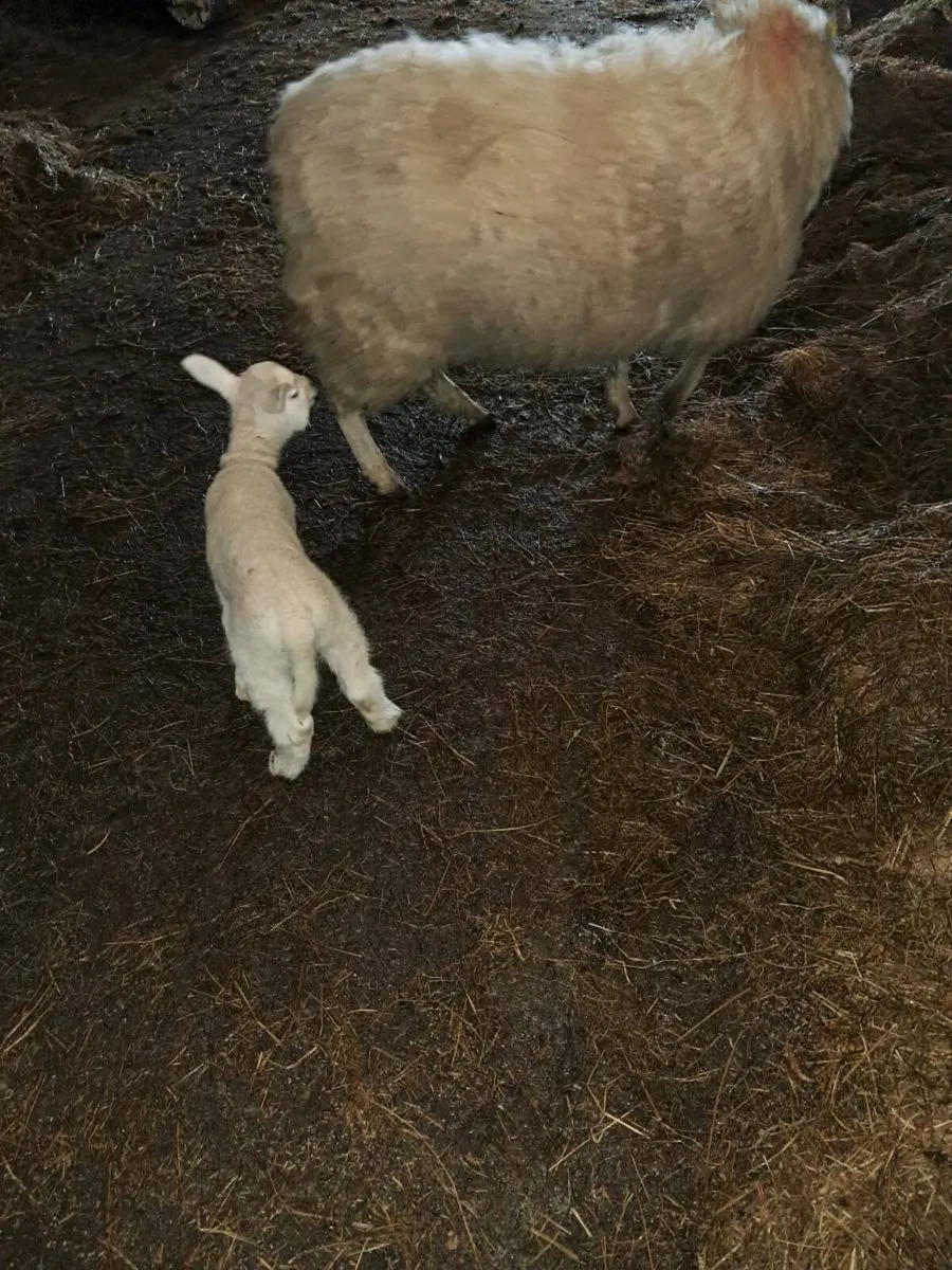Ewes with lambs at foot - Image 4