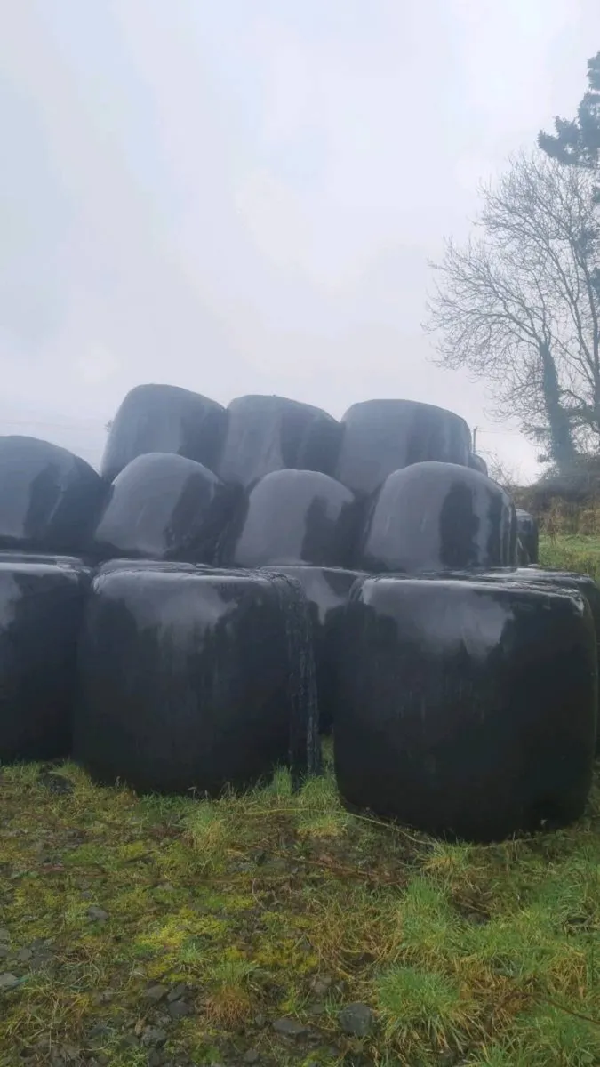 Top Quality Reseeded Silage