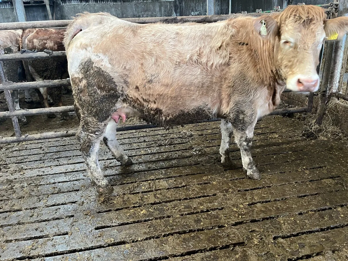 2 Springers Ennis Mart Tuesday 24th - Image 1