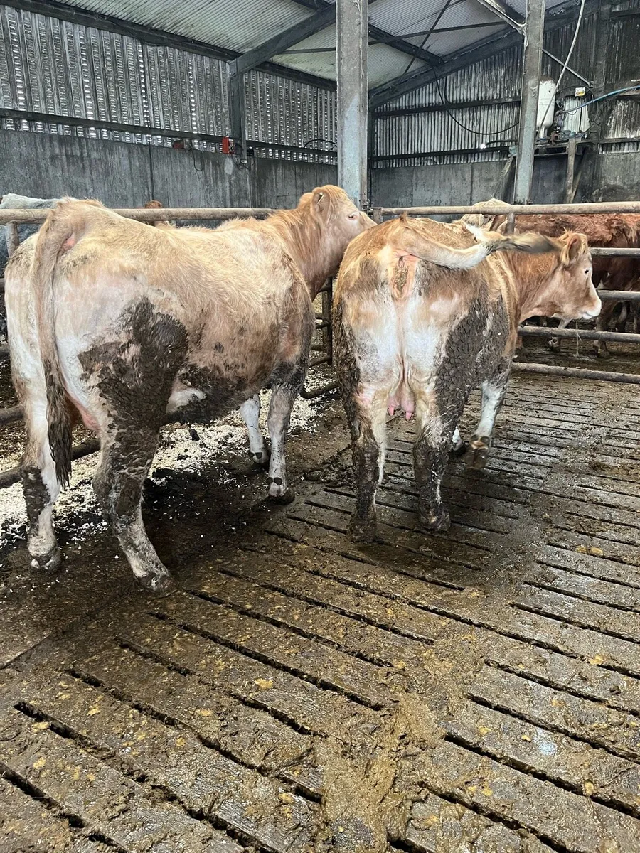 2 Springers Ennis Mart Tuesday 24th - Image 2