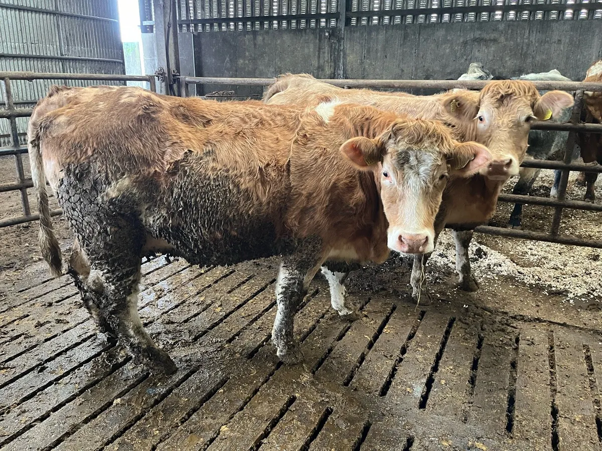 2 Springers Ennis Mart Tuesday 24th - Image 3