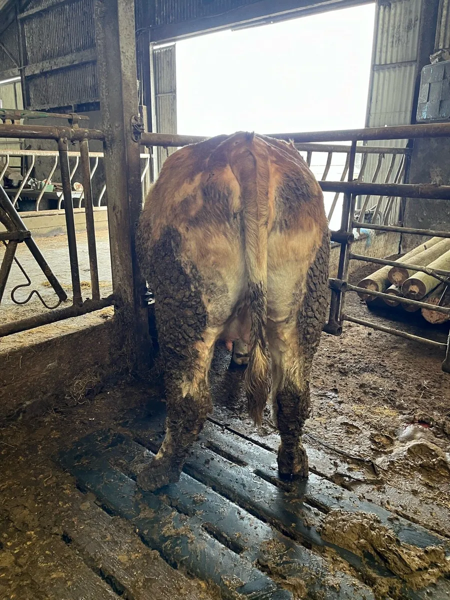 2 Springers Ennis Mart Tuesday 24th - Image 4