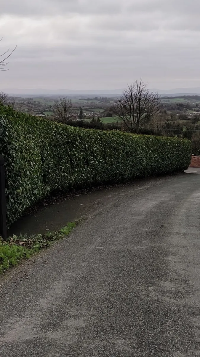 Whitethorn Hedging from 60 cents - Image 2