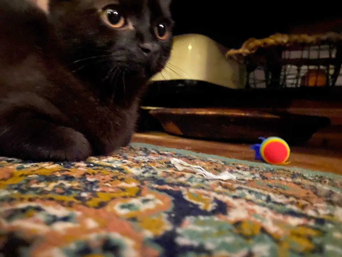 Bombay Kitten - Image 3