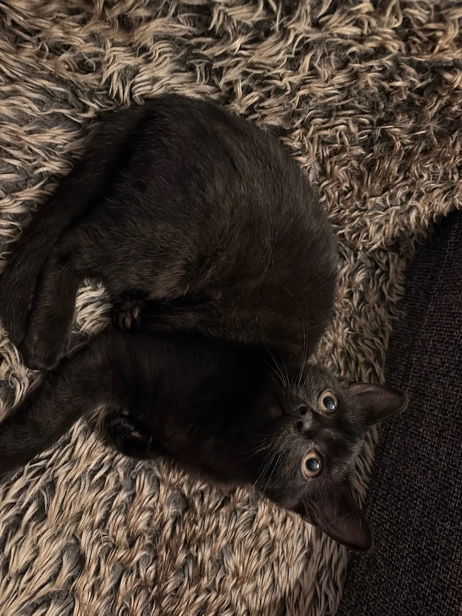 Bombay Kitten - Image 4