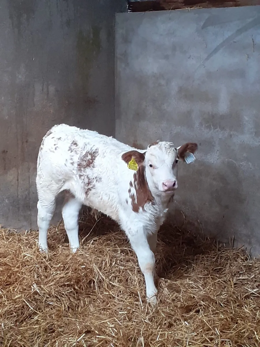 Ballybay Mart Saturday Calf Sales - Image 1