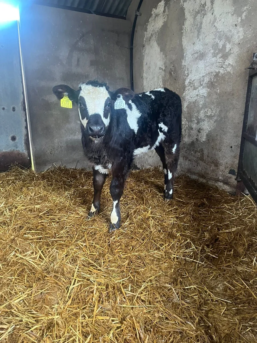 Ballybay Mart Saturday Calf Sales - Image 4