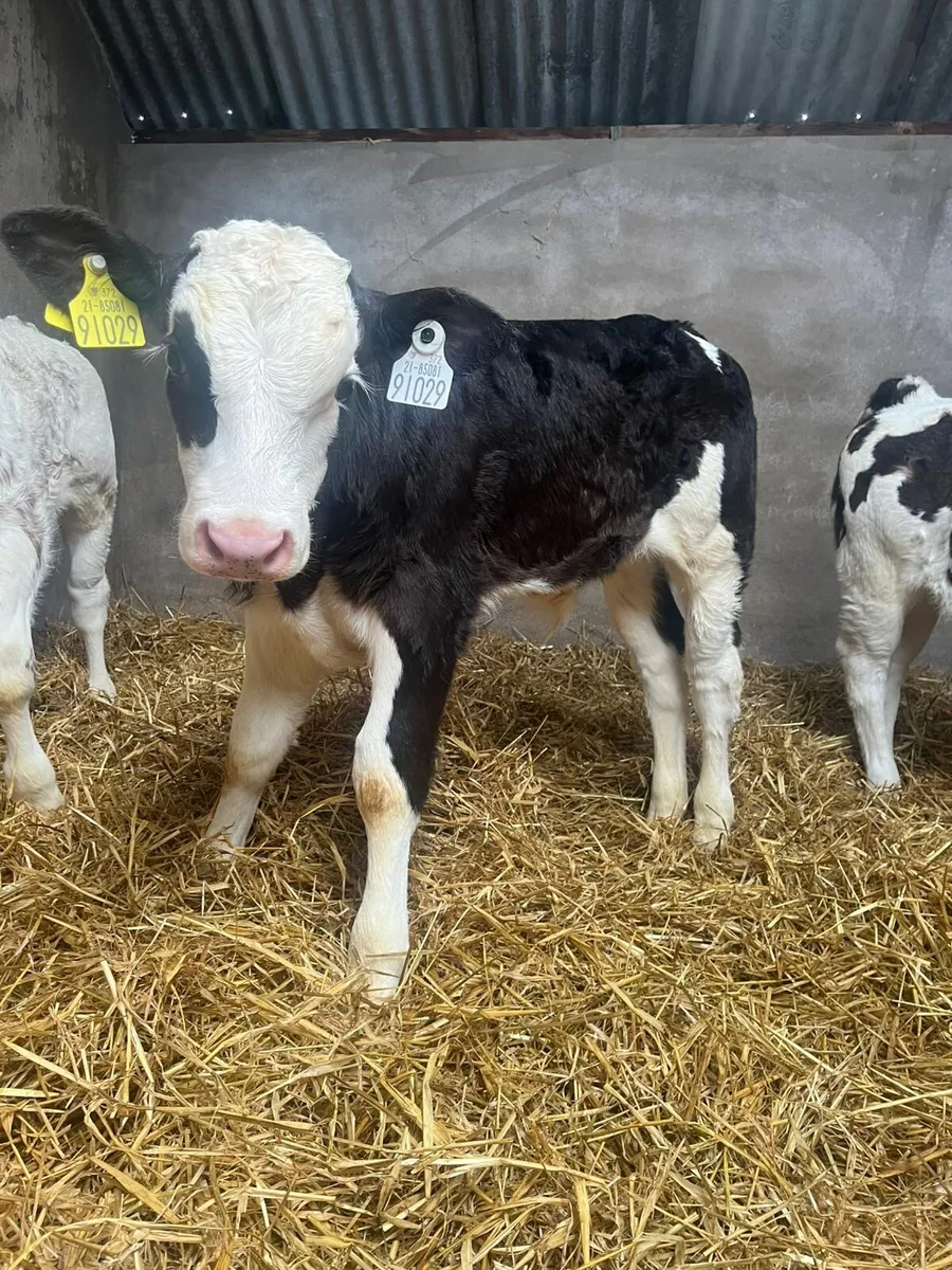 Ballybay Mart Saturday Calf Sales - Image 2