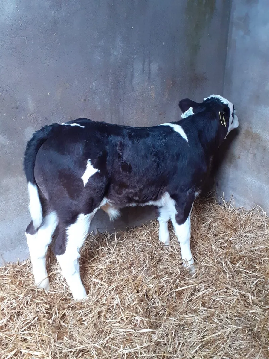 Ballybay Mart Saturday Calf Sales - Image 3