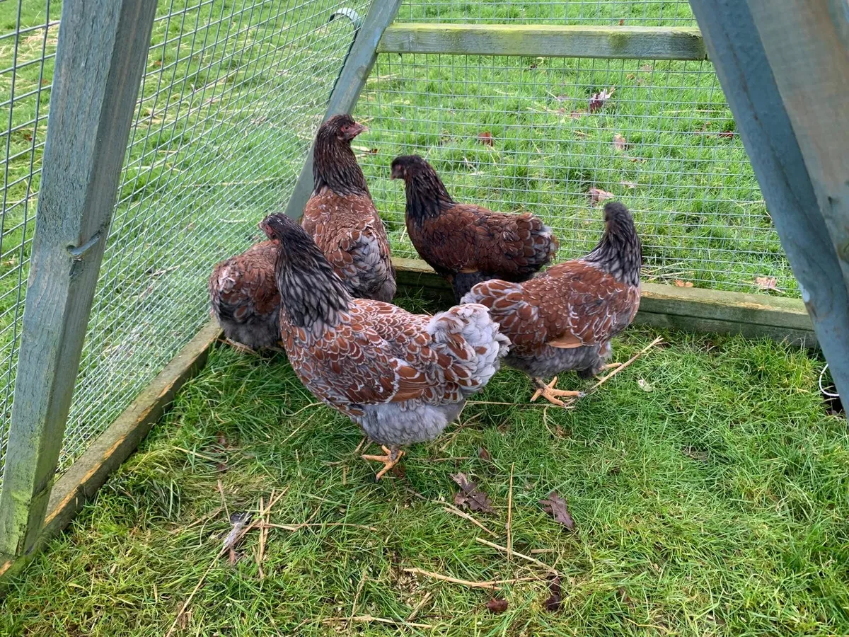 Buff Orp & Blue/Grey Laced Wyandotte Hens/Roosters - Image 2