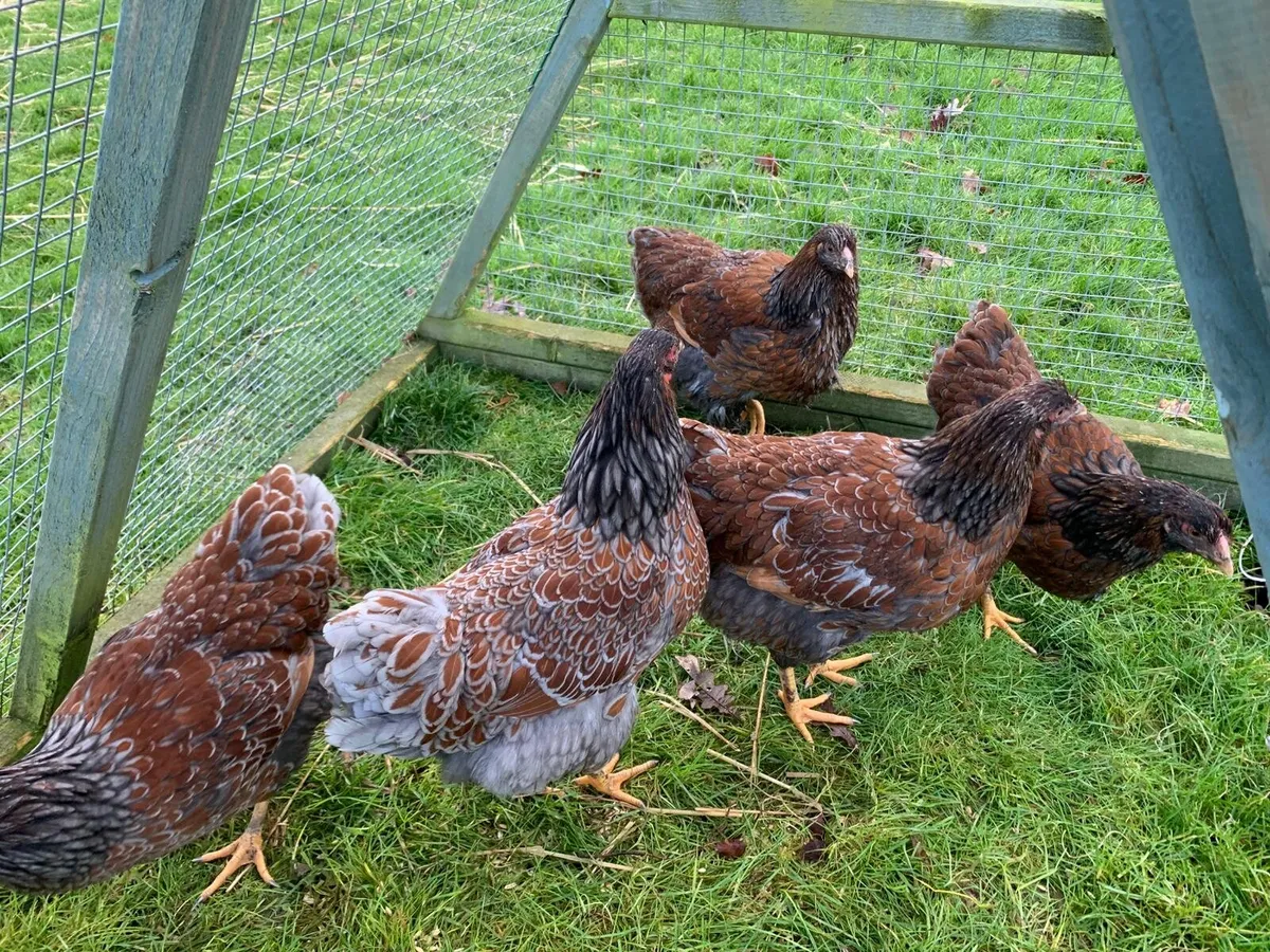 Buff Orp & Blue/Grey Laced Wyandotte Hens/Roosters - Image 3
