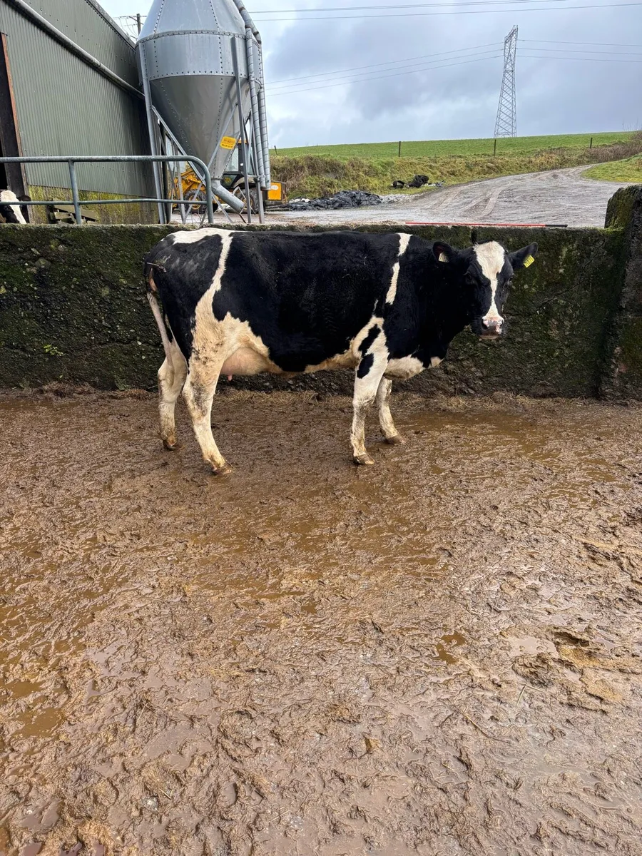 Calved & Incalf Heifers - Image 1