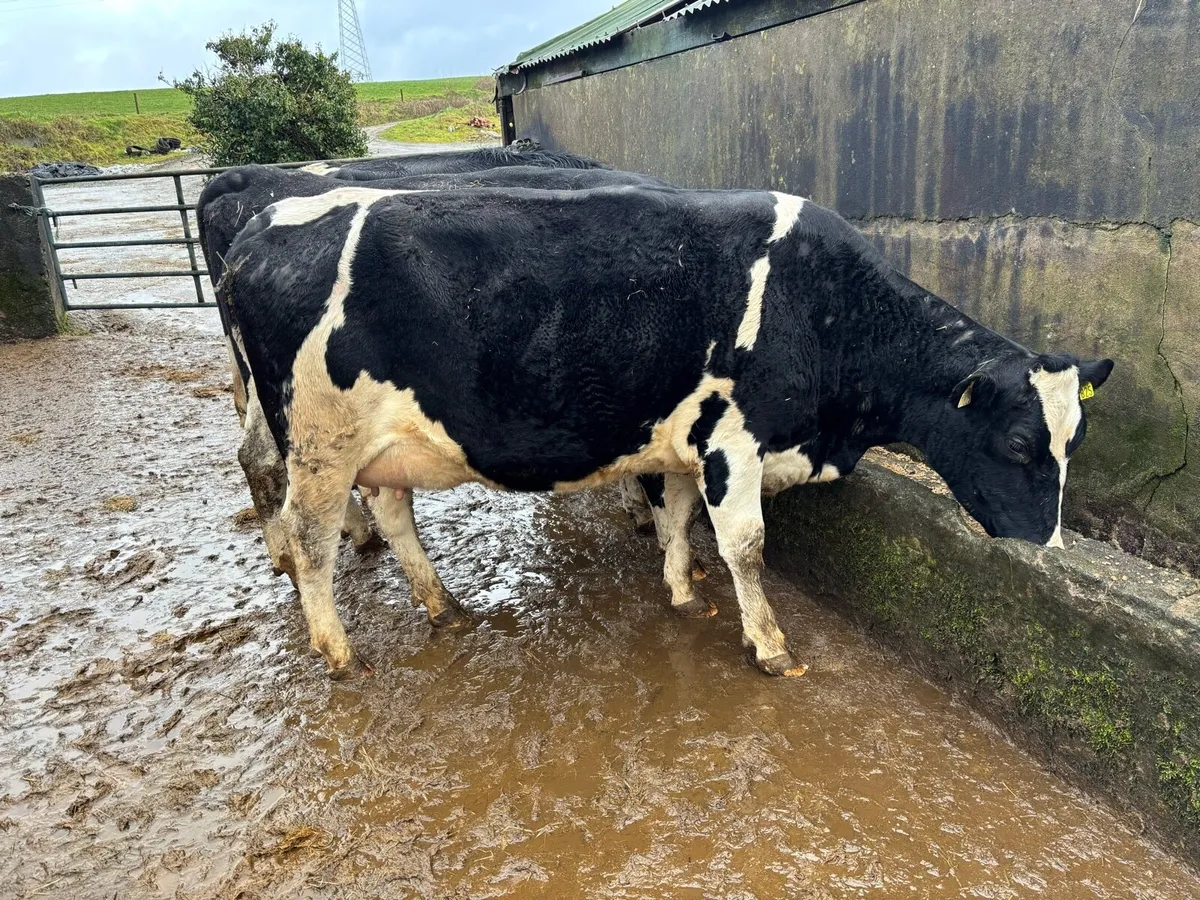 Calved & Incalf Heifers - Image 2