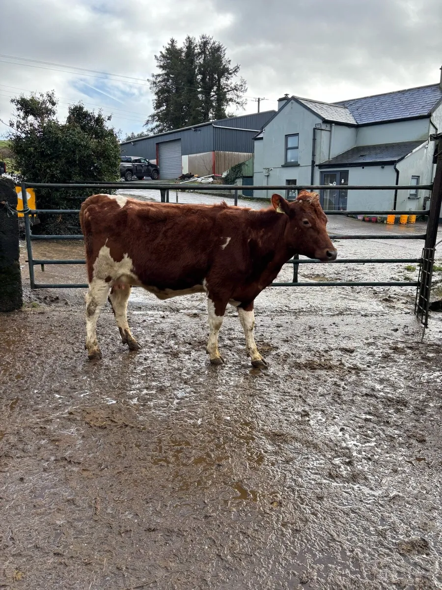 Calved & Incalf Heifers - Image 4