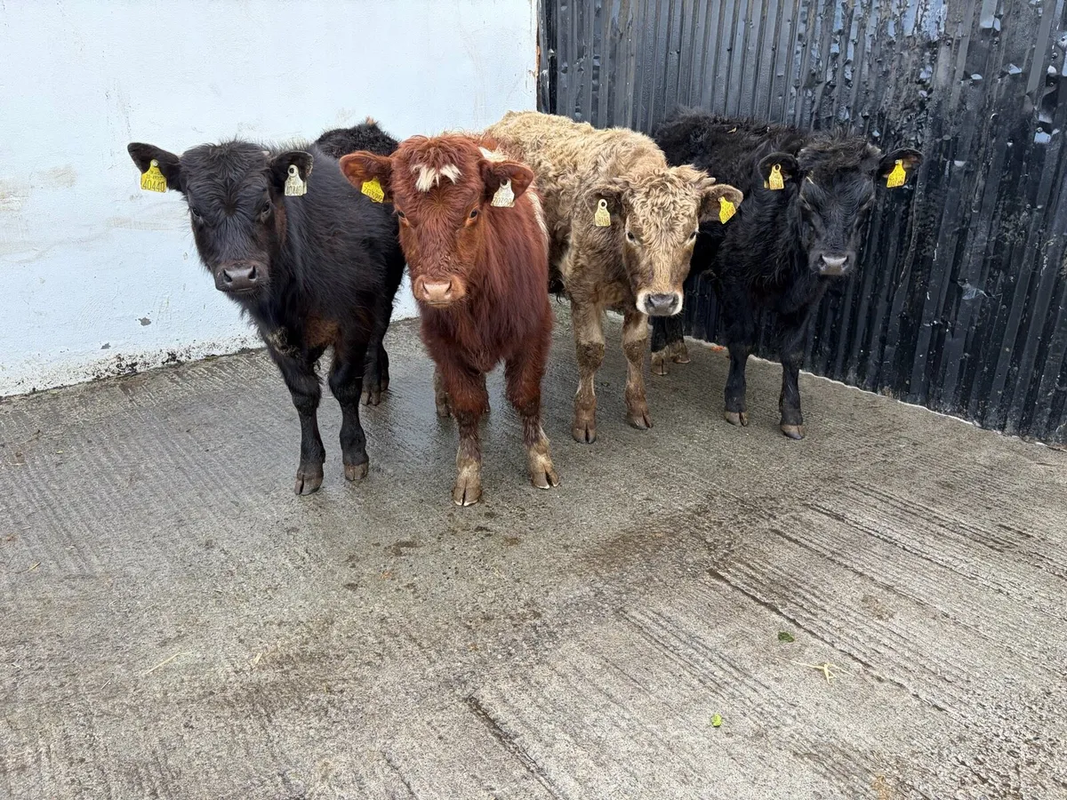 4 230 kilo suckler breed continental bullweanlings - Image 1