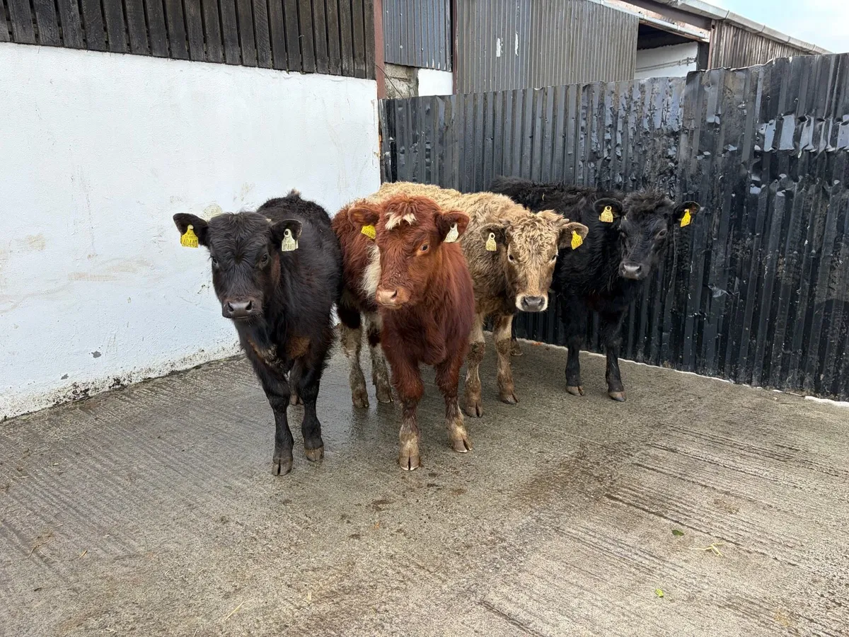 4 230 kilo suckler breed continental bullweanlings - Image 2
